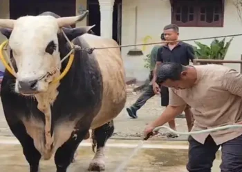 Foto: Presiden Prabowo Subianto Salurkan Bantuan 1.098 Ekor Sapi Kurban Premium Senilai Rp100 Miliar Pada Iduladha 1447 Hijriah 2