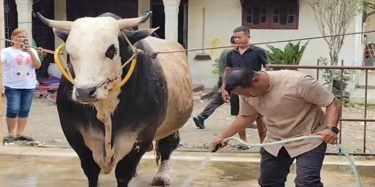Foto: Patih Gajahmada, Sapi Juara Kontes Asal Binjai dibeli Presiden Prabowo untuk Kurban di Sumut.(istimewa)