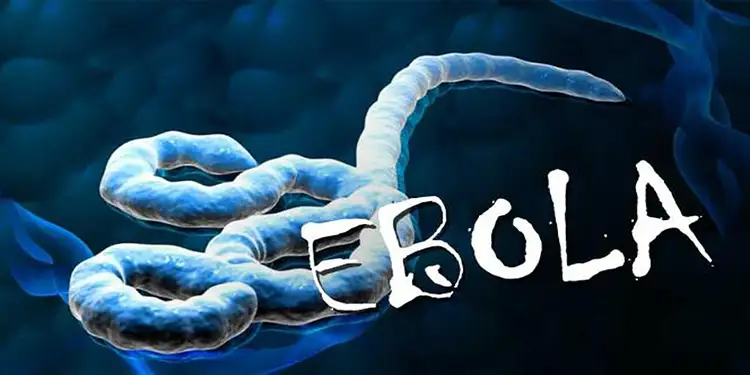 Foto: Ilustrasi Virus Ebola (Liputan6.com/Sangaji)