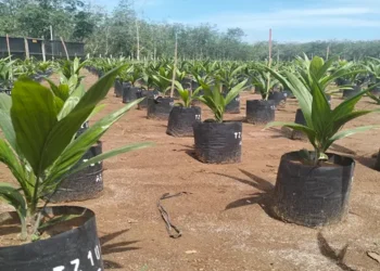 Foto: Harapan Baru Petani Sawit, Sumber Daya Genetis Baru Asal Tanzania Hadir di Kebun Tanah Besih Sumut 1