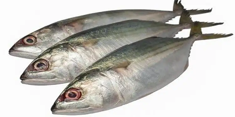 Foto: ilustrasi ikan kembung.(detikfood)