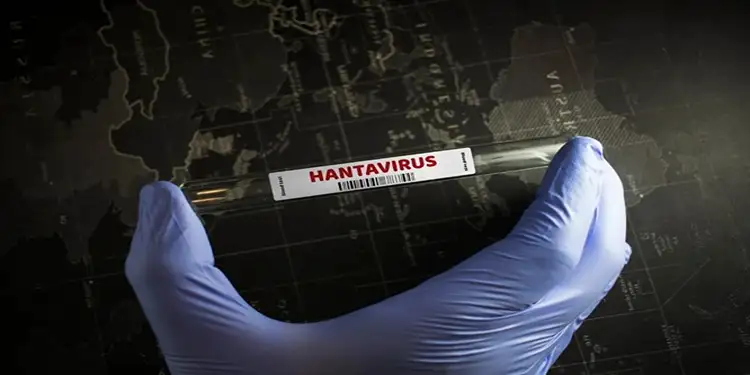 Foto: Proses penularan Hantavirus terjadi lewat partikel virus yang terkandung dalam urine, kotoran, maupun air liur tikus.(Allianz)
