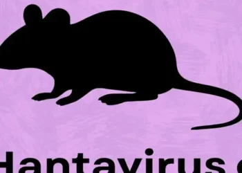 Foto: WHO Ungkap Hantavirus Paling Menular Saat Gejala Muncul dan Rekomendasikan Karantina Ketat 6