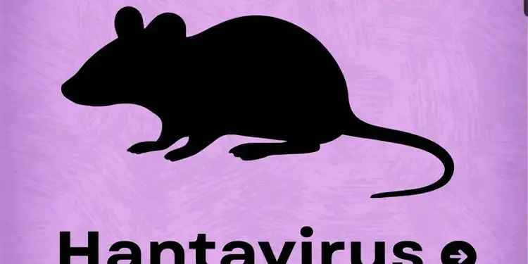 Foto: Ilustrasi sumber penyebaran hantavirus.(Foto : Instagram @who )