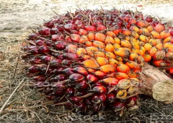Foto: Harga TBS Sawit di Sumut Tembus 3 Ribu Rupiah per Kilogram di Tengah Pelemahan Rupiah 7