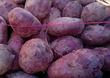 Foto: Mengenal Berbagai Manfaat Ubi Ungu bagi Kesehatan dan Kandungan Nutrisi Antosianin yang Tinggi 7