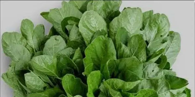 Foto: ilustrasi sayur bayam.(Foto/Google)