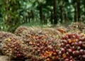 TBS kelapa sawit.(Foto:RRI)