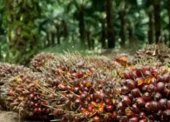 TBS kelapa sawit.(Foto:RRI)