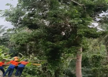 Foto: KAI Divre I Sumut Intensifkan Mitigasi Risiko Cuaca Ekstrem Lewat Penopingan Pohon di Sepanjang Jalur Kereta Api 3