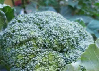 Foto: Kaya Kandungan Nutrisi Ini Lima Manfaat Penting Konsumsi Sayur Brokoli Bagi Kesehatan Tubuh 4