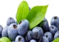 Foto: Penelitian Tunjukkan Manfaat Blueberry untuk Menjaga Kepadatan Tulang dan Mencegah Osteoporosis 15
