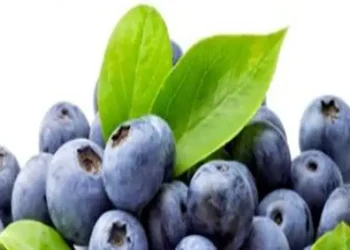 Foto: Penelitian Tunjukkan Manfaat Blueberry untuk Menjaga Kepadatan Tulang dan Mencegah Osteoporosis 7