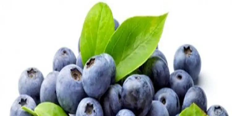 Foto: ilustrasi Blueberry.(istimewa)