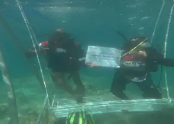 Foto: Pertamina Patra Niaga Gelar Transplantasi Terumbu Karang Guna Jaga Ekosistem Laut Pulau Pasumpahan 19