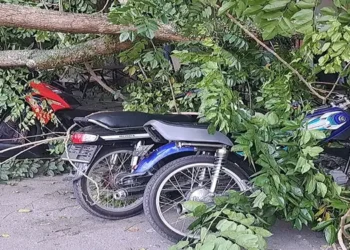 Foto: Pohon Senna Tumbang di Tebing Tinggi Timpa Belasan Sepeda Motor dan Tiang Lampu Jalan 19