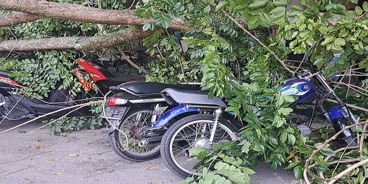 Foto: Belasan sepeda motor milik warga ringsek tertimpa pohon Senna yang tumbang di Jalan Ahmad Yani, Kelurahan Durian, Kecamatan Padang Hulu, Kota Tebing Tinggi, pada Sabtu (13/6/2026).(Ist)