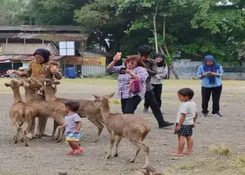 Foto: Rusa Taman Sriwedari Solo Viral Makan Sampah Pemkot Siapkan Penangkaran Khusus 10
