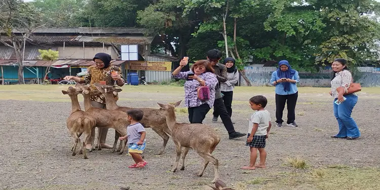 Foto: Wakil Wali Kota Solo Astrid Widayani memberi pakan rusa di Taman Sriwedari, Solo, Sabtu (6/6/2026).(Solopos/Wahyu Prakoso)