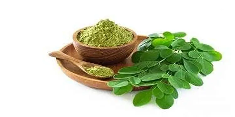Foto: Teh daun kelor ( Foto:Grid Health)