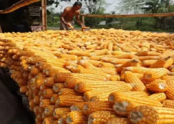 Foto: Harga Pakan Ternak Melonjak Tekan Daya Beli dan Pemicu Inflasi 2