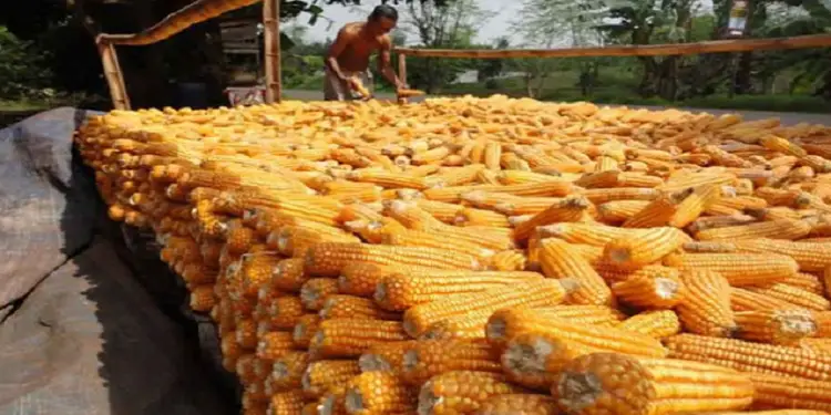 Foto: Harga bahan baku utama pakan yakni jagung terus bertahan di tingkat yang tinggi.(Istimewa)