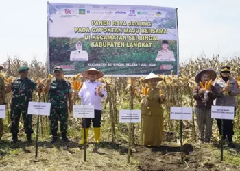 Foto: OJK Perkuat Sektor Jasa Keuangan Dorong Ekosistem Pertanian Jagung Kabupaten Langkat 2