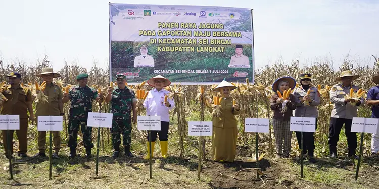 Foto: Kegiatan Panen Raya Jagung dan Penandatanganan Perjanjian Kerja Sama Klaster Kemitraan Pertanian Jagung pada Selasa, 7 Juli.(Dok:OJK Sumut)
