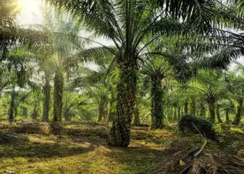Foto: Pakar Pertanian Usul Forum Terpadu Selesaikan Konflik Lahan Cot Girek 21