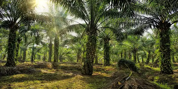 Foto: Pakar Pertanian Usul Forum Terpadu Selesaikan Konflik Lahan Cot Girek