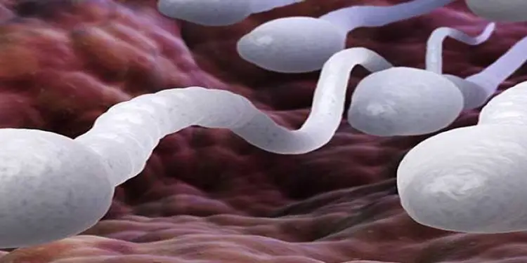 Foto: ilustrasi sperma.(Foto: Fertility Tips)