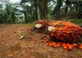 Foto: Beranda 38