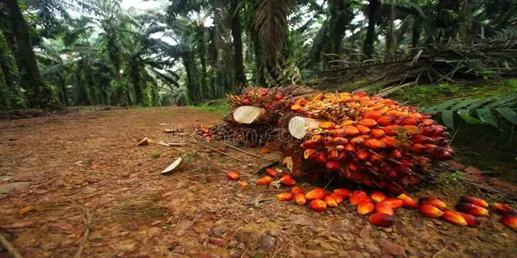 Foto: ilustrasi Tandan Buah Segar (TBS).(istimewa)