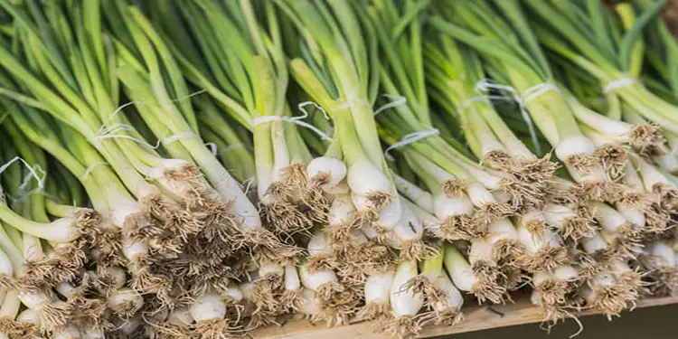 Foto: ilustrasi daun bawang.(Freepik)