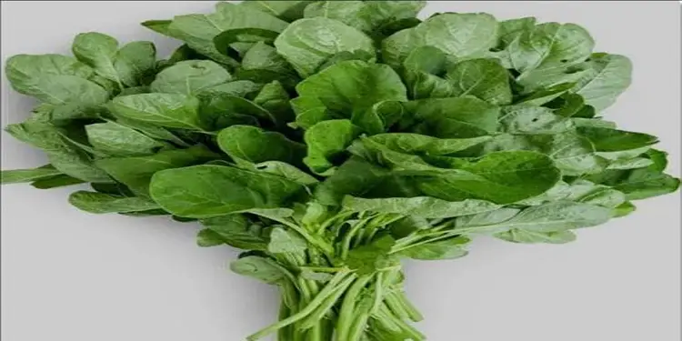 Foto: Ilustrasi sayur Bayam.(Foto/Google )