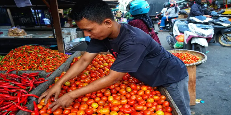 Foto: Harga komoditas tomat mengalami penurunan rata-rata bulanan hingga mencapai 16 persen.(Istumewa)
